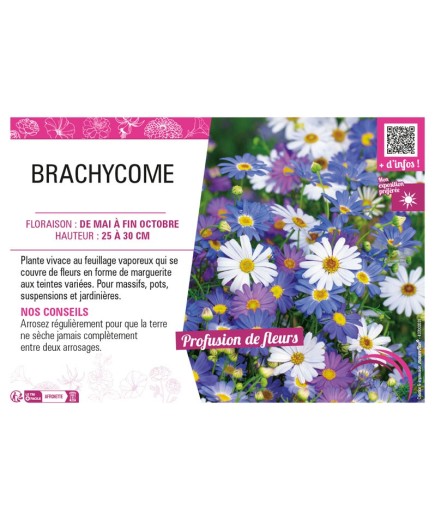 BRACHYCOME