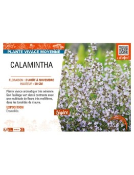 CALAMINTHA (Nepeta mauve)