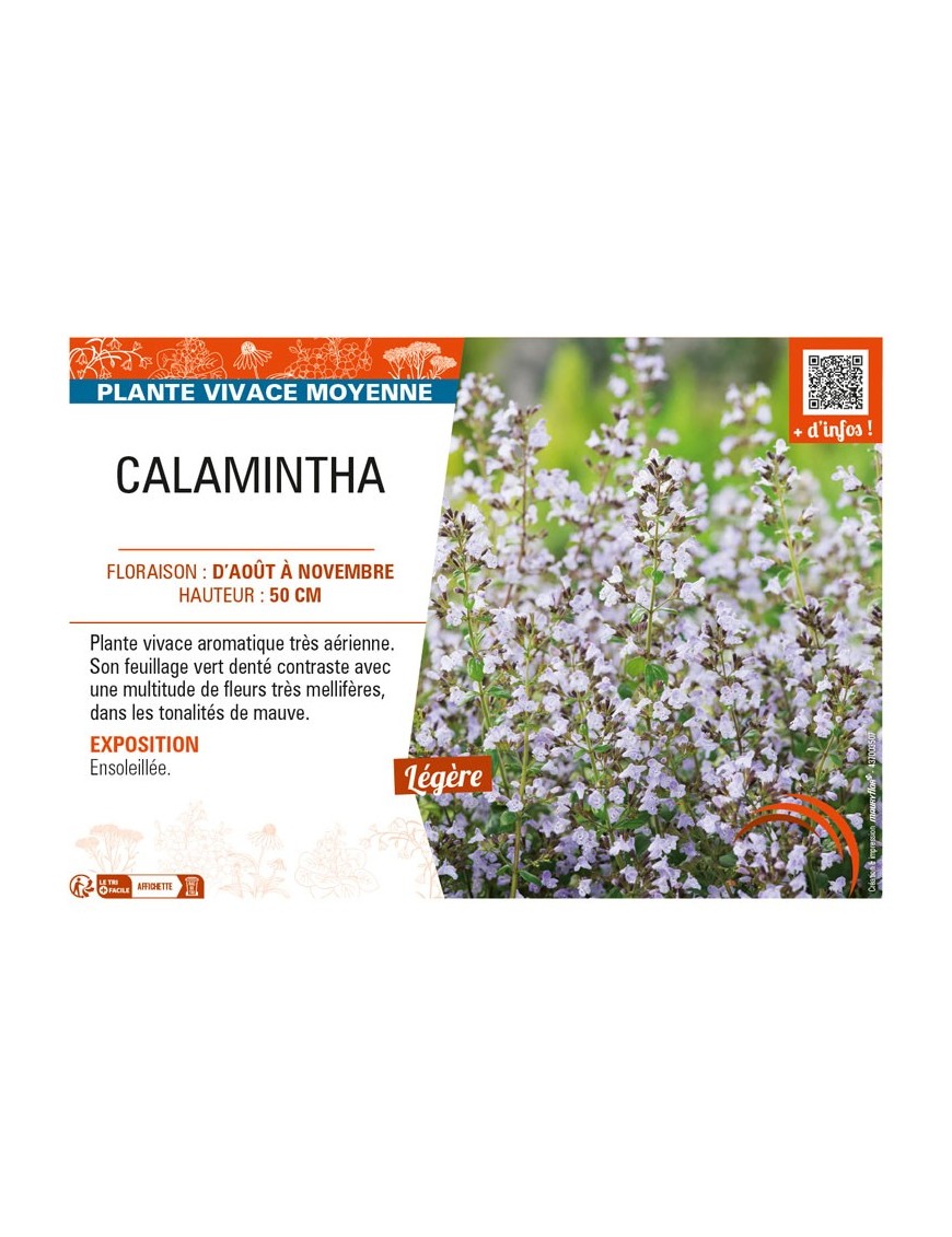 CALAMINTHA (Nepeta mauve)