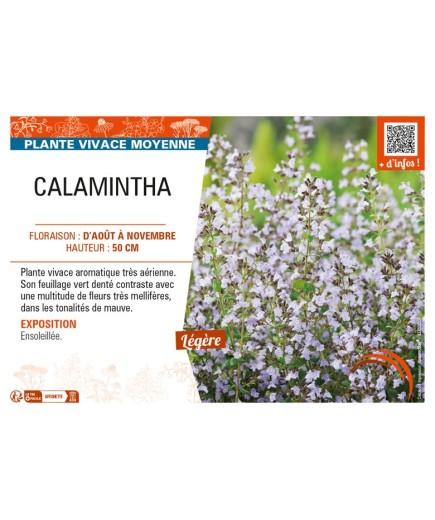 CALAMINTHA (Nepeta mauve)