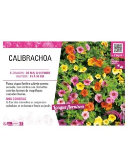 CALIBRACHOA