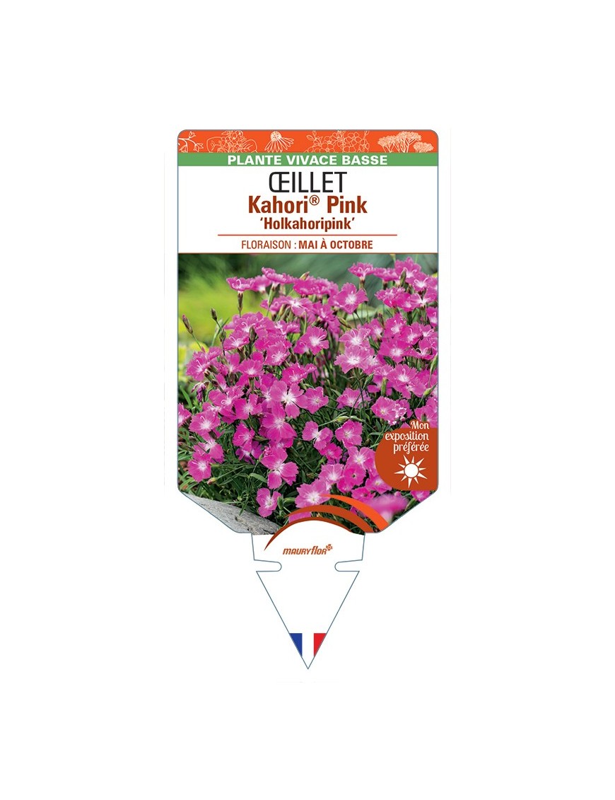 DIANTHUS Kahori® Pink Holkahoripink voir Œillet