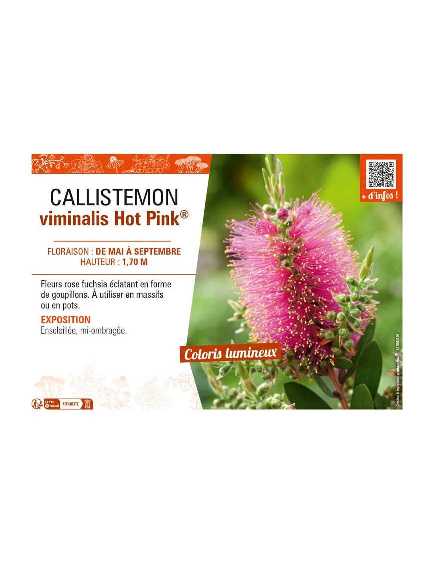 CALLISTEMON viminalis Hot Pink®