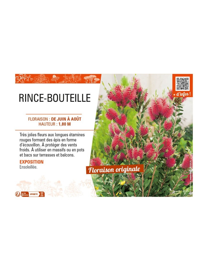 CALLISTEMON X LAEVIS voir RINCE-BOUTEILLE