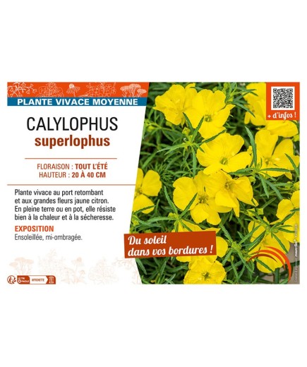 CALYLOPHUS SUPERLOPHUS