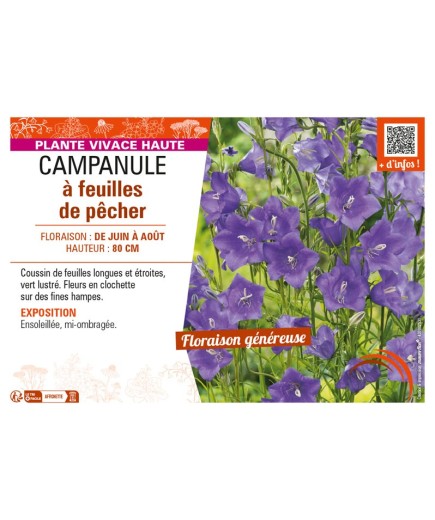 CAMPANULA À FEUILLES DE PÊCHER (PERSICIFOLIA)