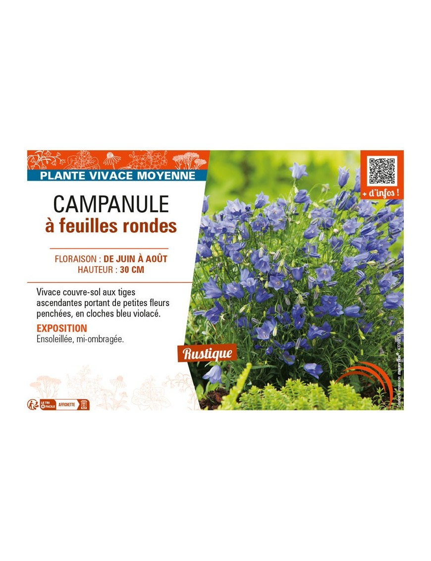 CAMPANULA À FEUILLES RONDES (ROTUNDIFOLIA)