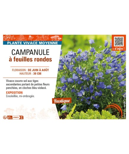 CAMPANULA À FEUILLES RONDES (ROTUNDIFOLIA)