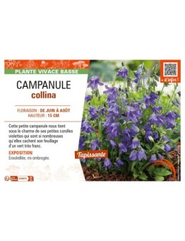 CAMPANULA COLLINA