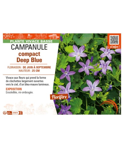 CAMPANULA COMPACT DEEP BLUE