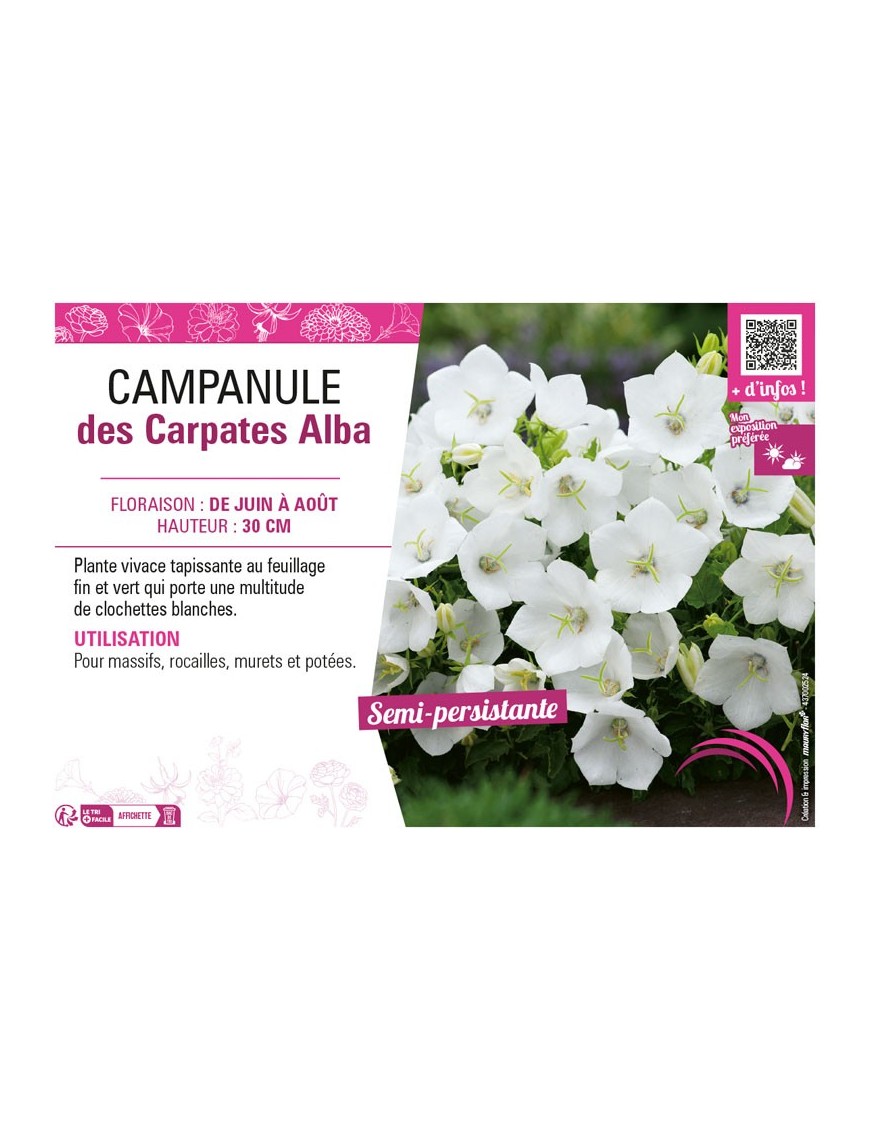 CAMPANULA DES CARPATES ALBA