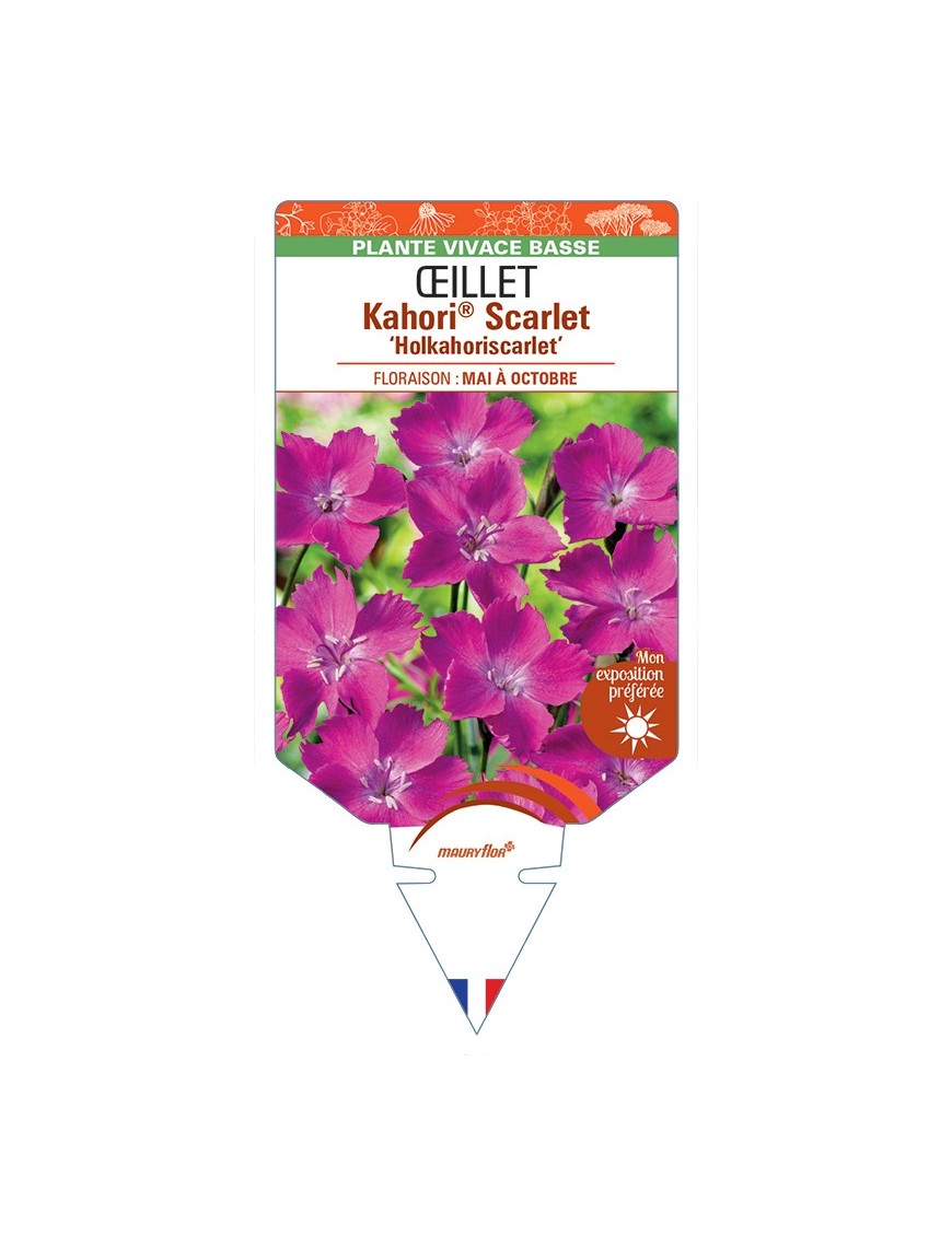 DIANTHUS Kahori® Scarlet Holkahoriscarlet voir Œillet