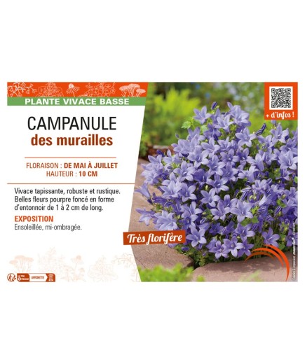 CAMPANULA DES MURAILLES