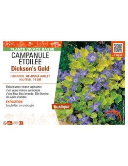 CAMPANULA ÉTOILÉE DICKSON'S GOLD