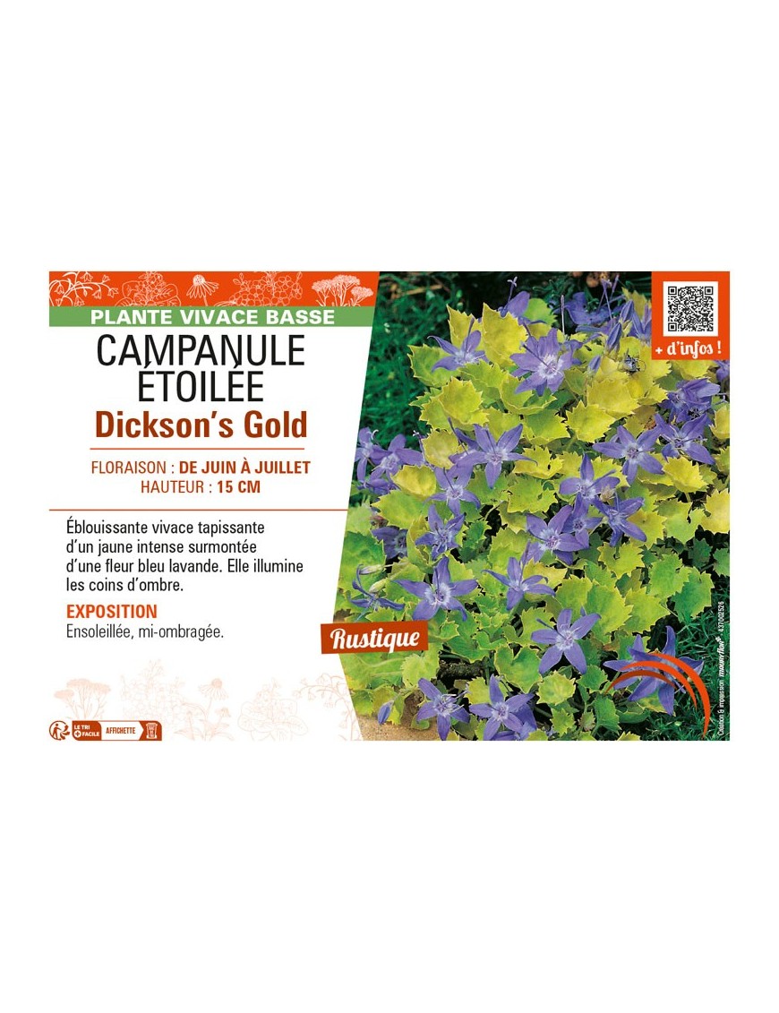 CAMPANULA ÉTOILÉE DICKSON'S GOLD