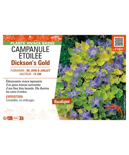 CAMPANULA ÉTOILÉE DICKSON'S GOLD