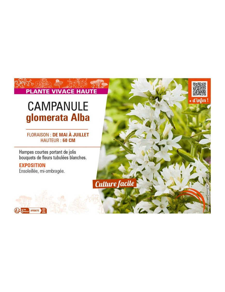 CAMPANULA GLOMERATA ALBA