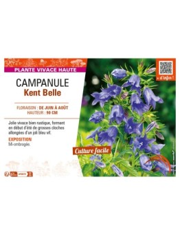 CAMPANULA KENT BELLE