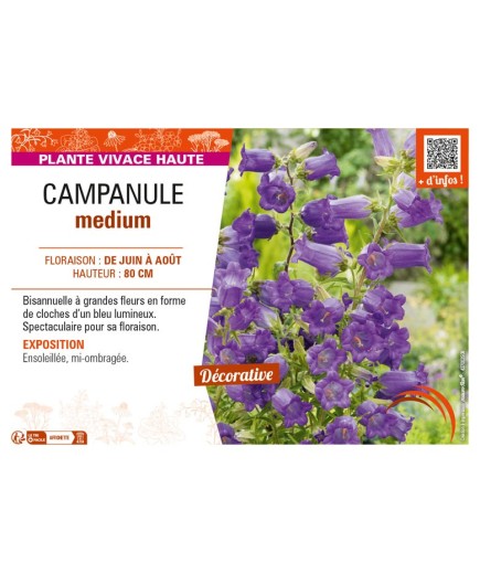 CAMPANULA medium (bleu)