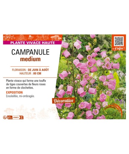CAMPANULA medium (rose)