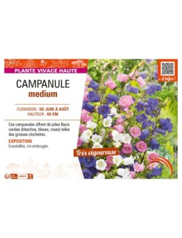 CAMPANULA MEDIUM (varié)