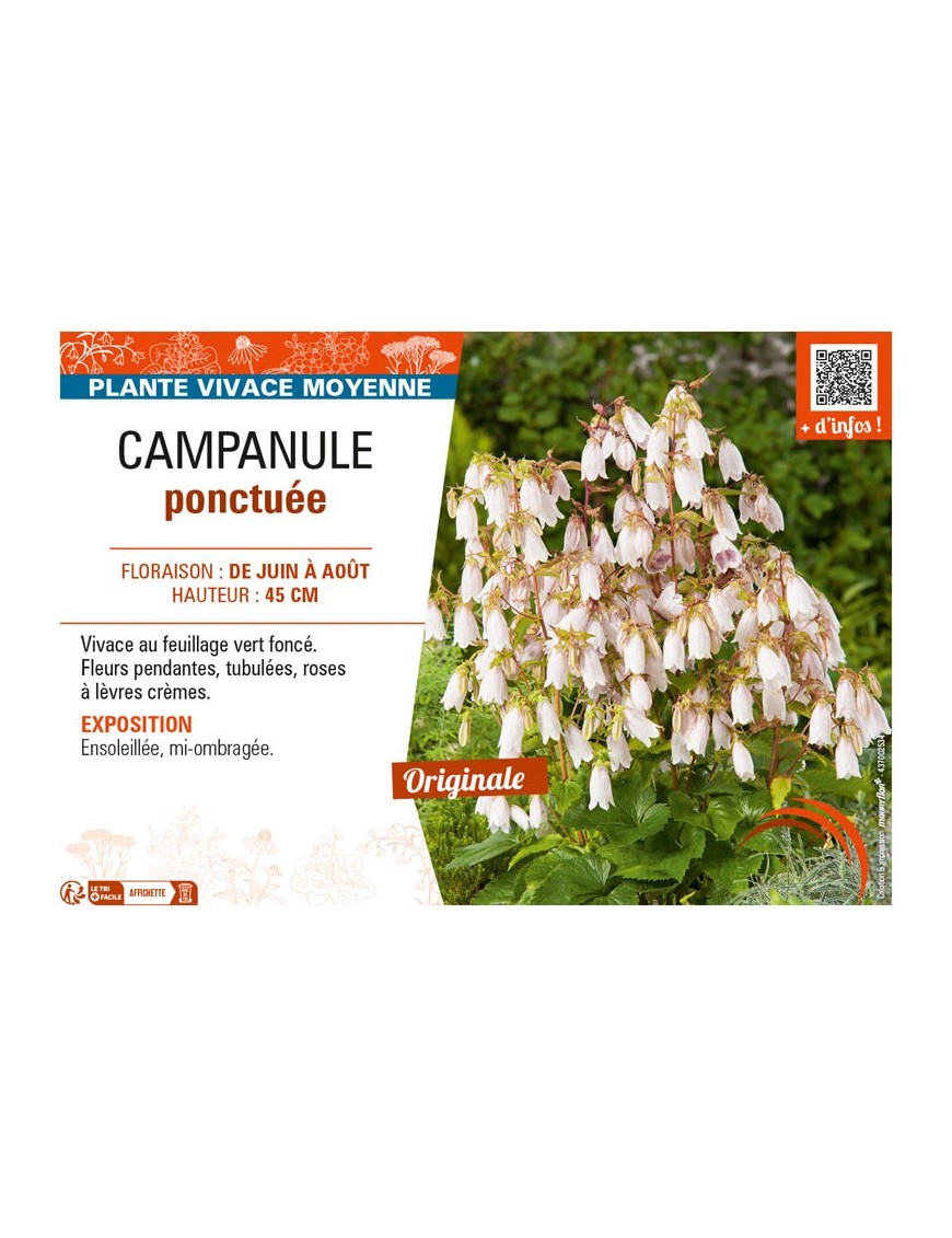 CAMPANULA PONCTUÉE (PUNCTATA)