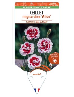 DIANTHUS plumarius Alice voir Œillet mignardise