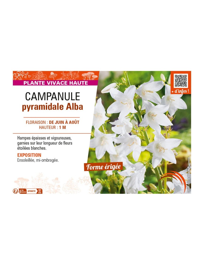 CAMPANULA PYRAMIDALE ALBA