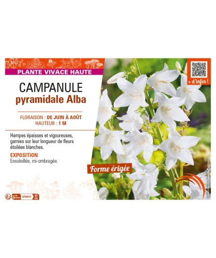 CAMPANULA PYRAMIDALE ALBA