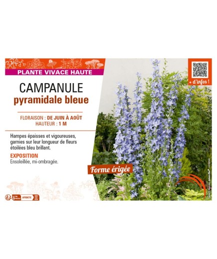 CAMPANULA PYRAMIDALE BLEUE