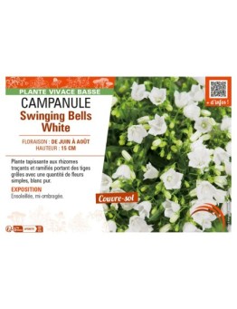 CAMPANULA SWINGING BELLS WHITE