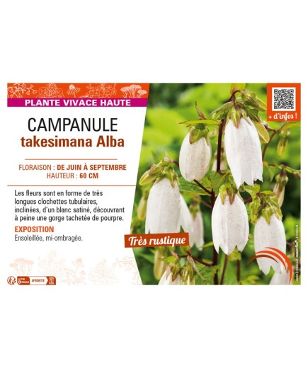 CAMPANULA TAKESIMANA ALBA