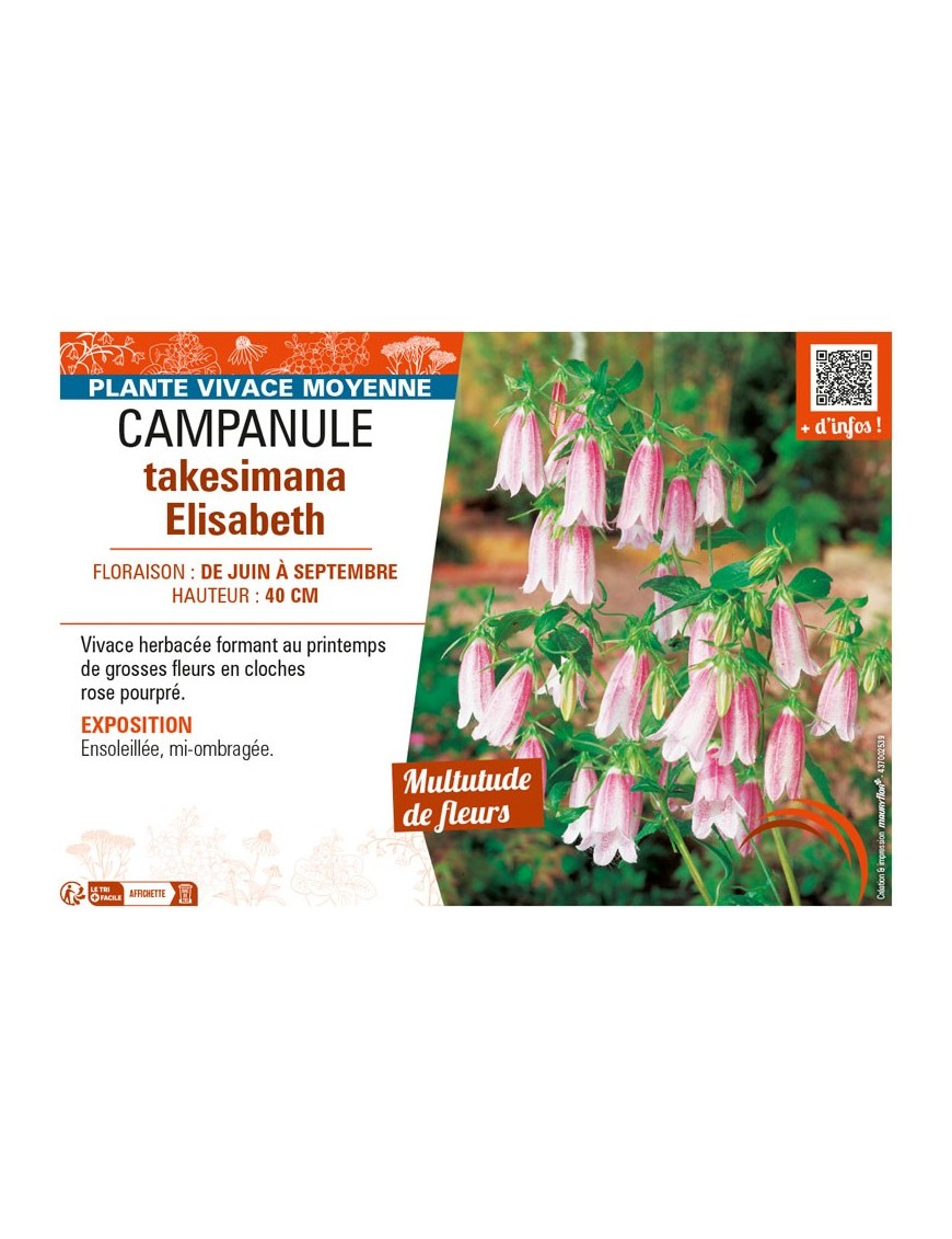 CAMPANULA TAKESIMANA ELIZABETH