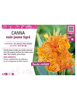 CANNA NAIN JAUNE TIGRÉ