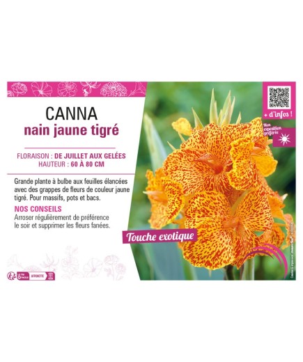 CANNA NAIN JAUNE TIGRÉ