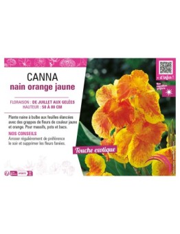 CANNA NAIN ORANGE JAUNE