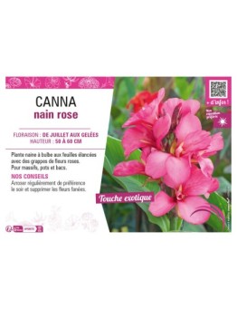 CANNA NAIN ROSE
