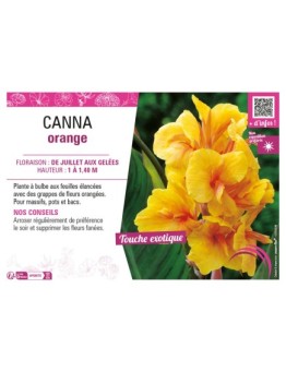 CANNA ORANGE