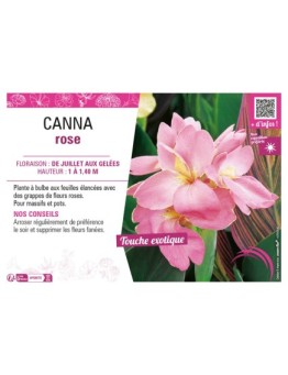 CANNA ROSE