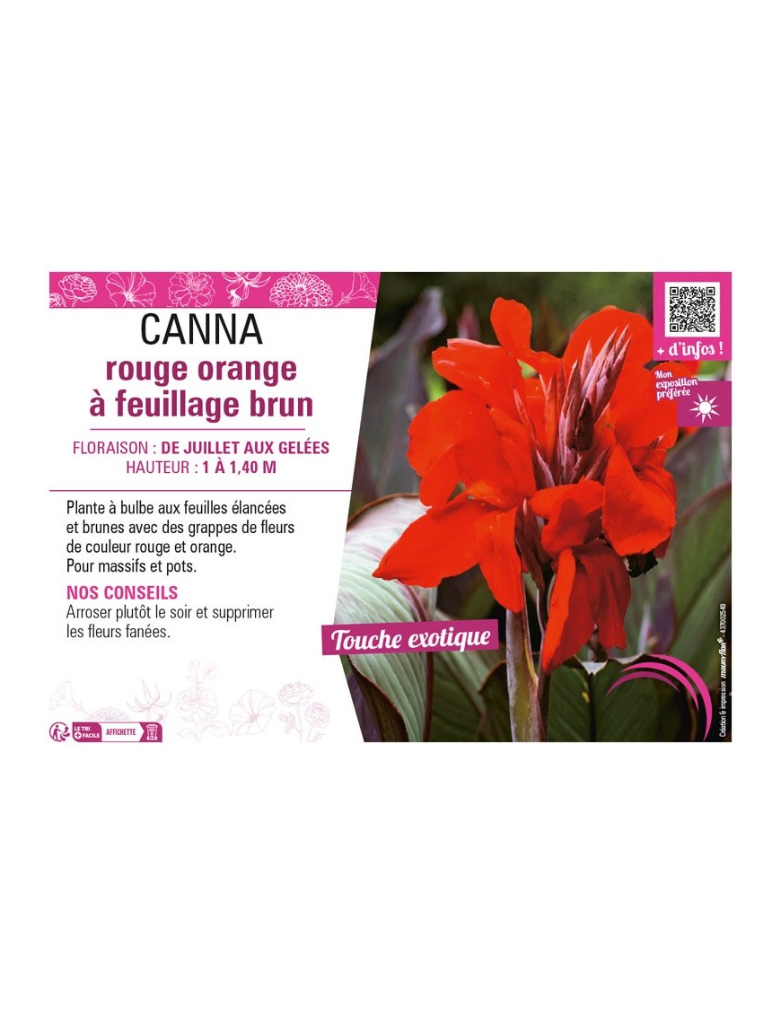 CANNA ROUGE ORANGE À FEUILLAGE BRUN