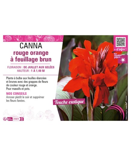 CANNA ROUGE ORANGE À FEUILLAGE BRUN