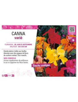 CANNA VARIÉ