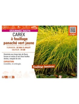 CAREX à feuillage panaché vert jaune