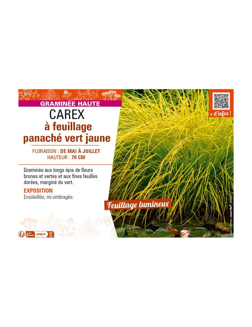 CAREX à feuillage panaché vert jaune