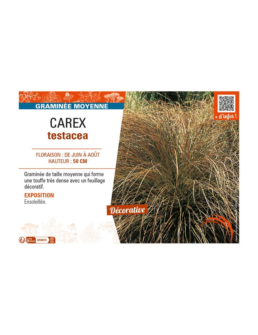CAREX testacea