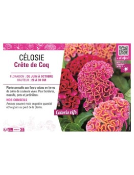 CÉLOSIE CRÊTE DE COQ