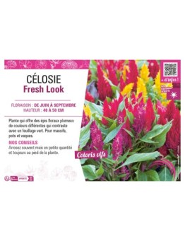 CÉLOSIE FRESH LOOK