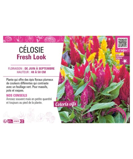 CÉLOSIE FRESH LOOK