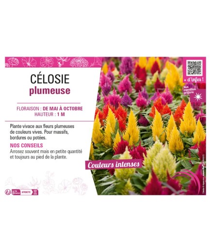 CÉLOSIE PLUMEUSE