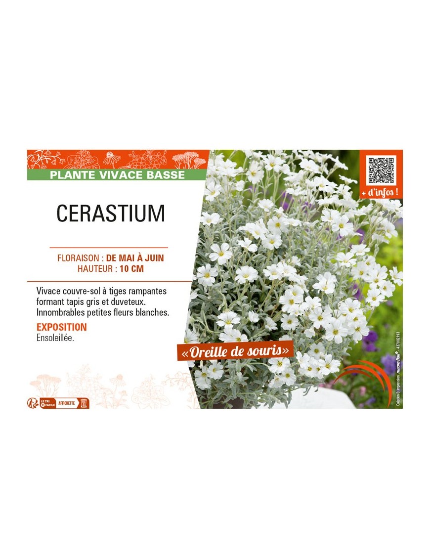 CERASTIUM